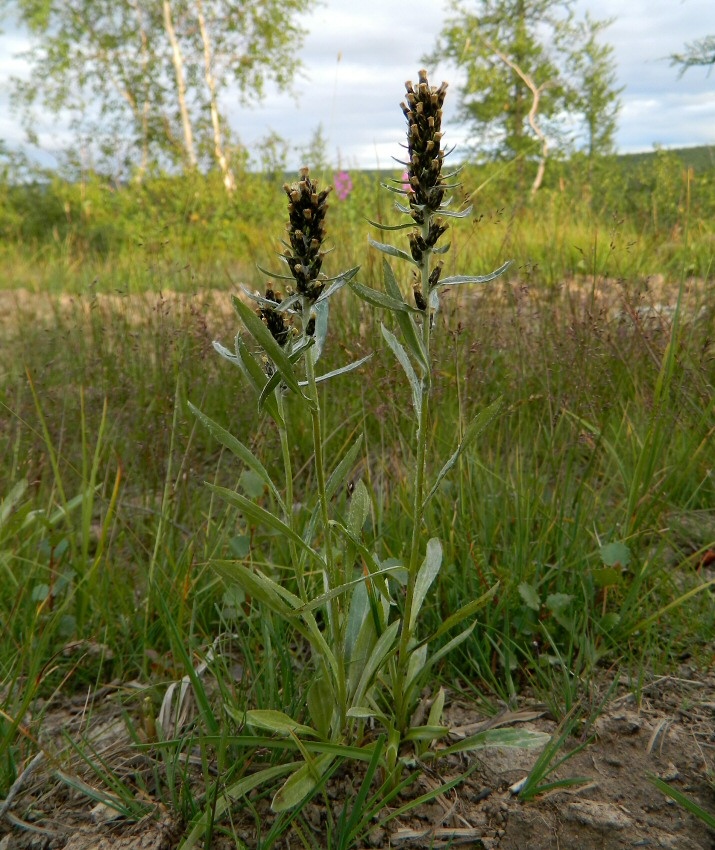 Image of Omalotheca norvegica specimen.