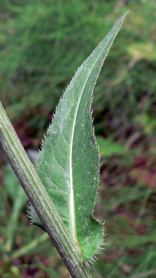 Изображение особи Cirsium heterophyllum.