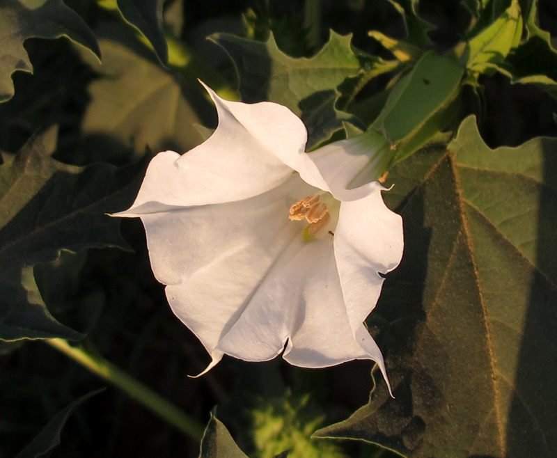 Изображение особи Datura ferox.