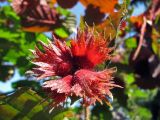 Corylus maxima