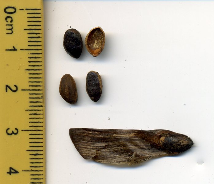 Image of Pinus pinaster specimen.