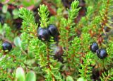 Empetrum nigrum. Верхушки побегов с плодами. Забайкалье, хребет Кодар. 29.07.2007.