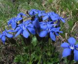 Gentiana uniflora. Цветущие растения. Респ. Алтай, Кош-Агачский р-н, Курайский хр., руч. Тыдтуярык. 19 июля 2010 г.