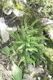 Asplenium trichomanes