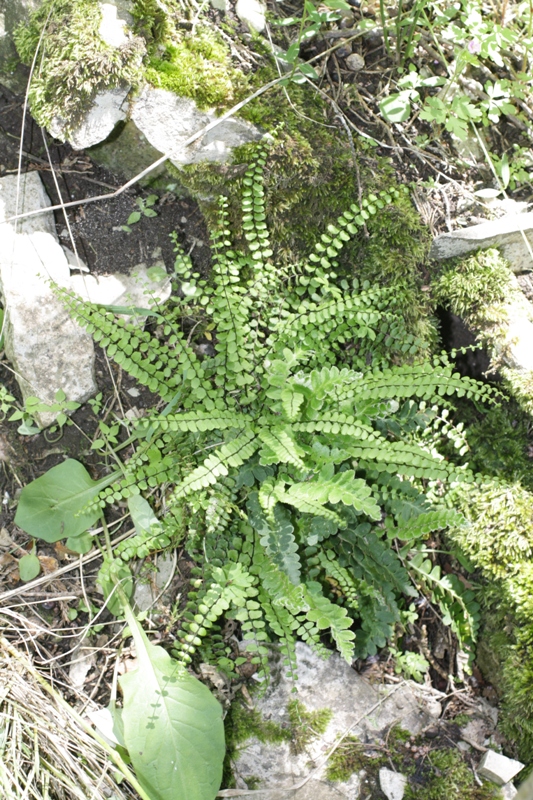 Изображение особи Asplenium trichomanes.