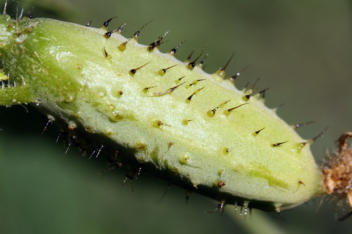 Изображение особи Cucumis sativus.