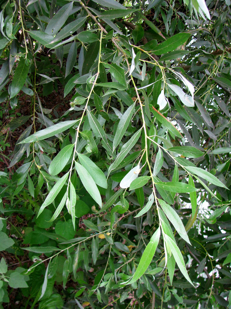 Image of Salix × fragilis specimen.