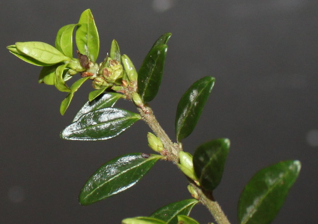 Image of Lonicera ligustrina var. pileata specimen.