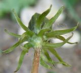 род Taraxacum