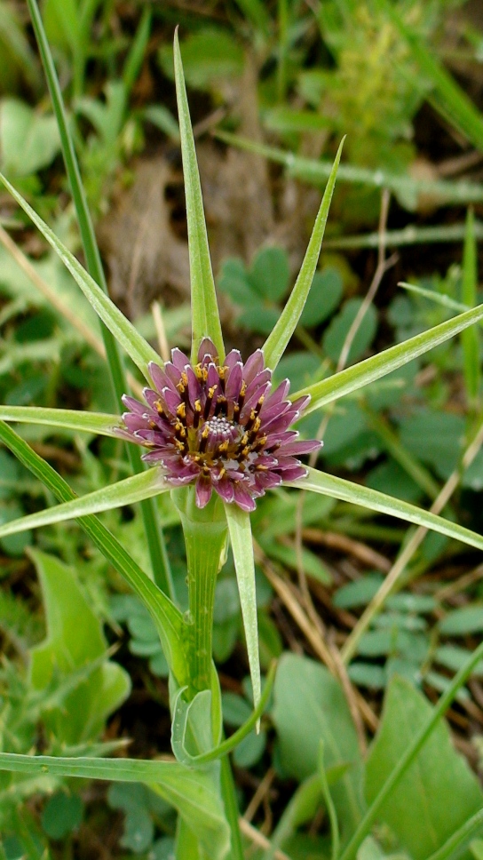 Изображение особи Tragopogon krascheninnikovii.