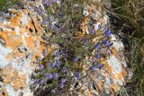 Veronica capsellicarpa