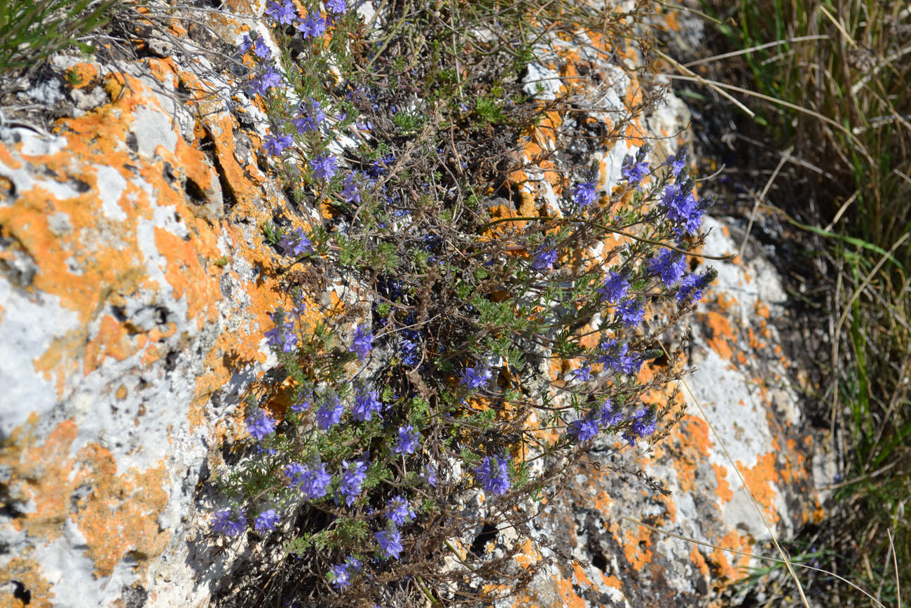 Image of Veronica capsellicarpa specimen.