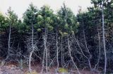 Pinus mugo. Криволесье. Литва, Куршская коса. Август 2002 года.