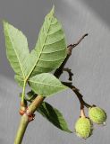 Aesculus × carnea. Верхушка ветви с недозрелыми плодами и молодым листком (видна его обратная сторона). Германия, г. Кемпен, в парке. 14.06.2012.