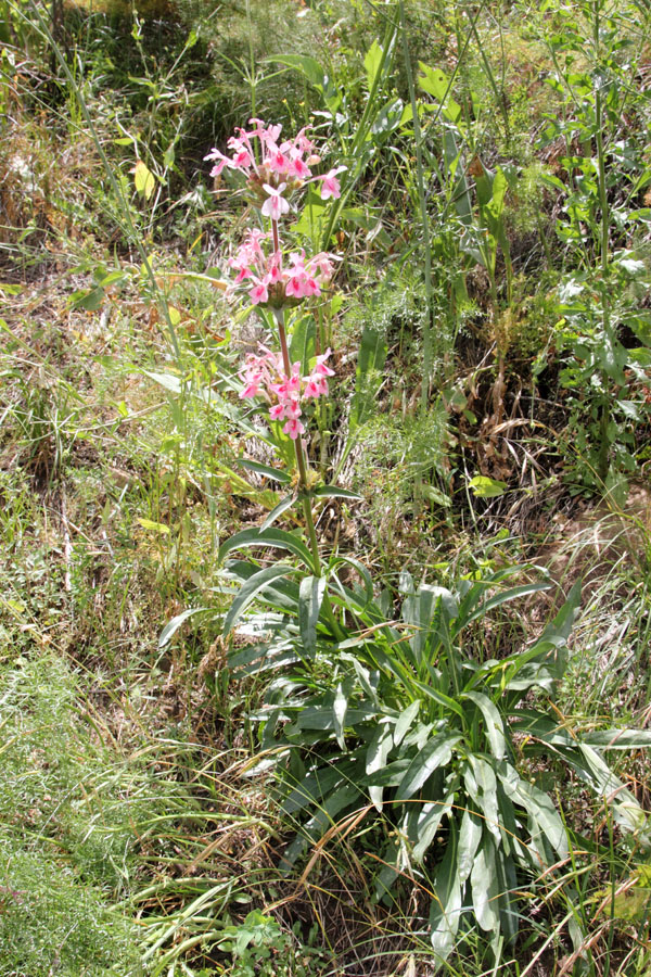 Image of Morina kokanica specimen.