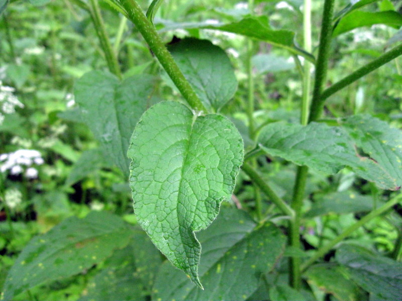 Изображение особи Symphytum asperum.