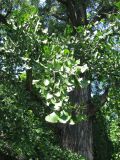 Ginkgo biloba. Средняя часть кроны старого дерева. Австрия, Вена, Дворцовый парк Бурггартен. 17.06.2012.