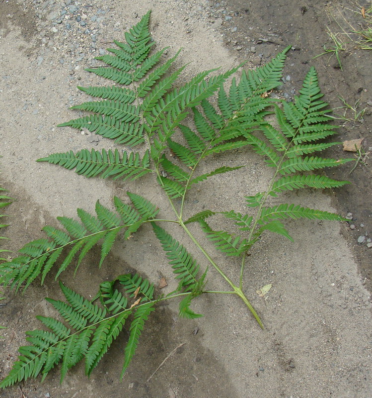 Image of Pteridium pinetorum ssp. sibiricum specimen.