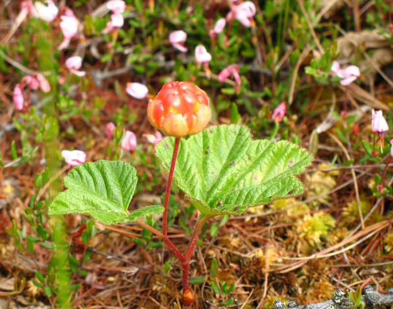 Image of Rubus chamaemorus specimen.