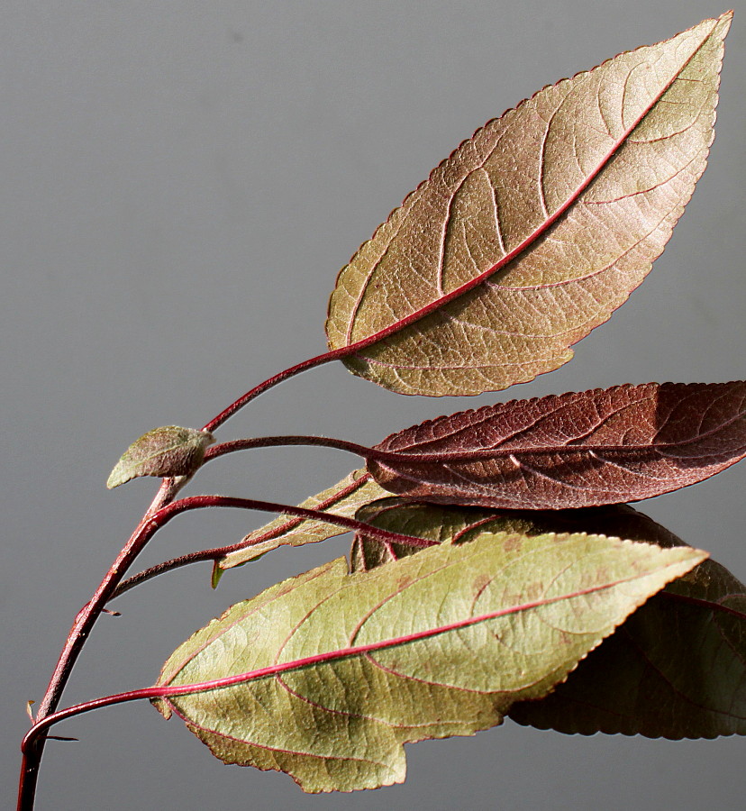 Image of genus Malus specimen.