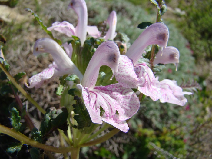 Изображение особи Pedicularis waldheimii.