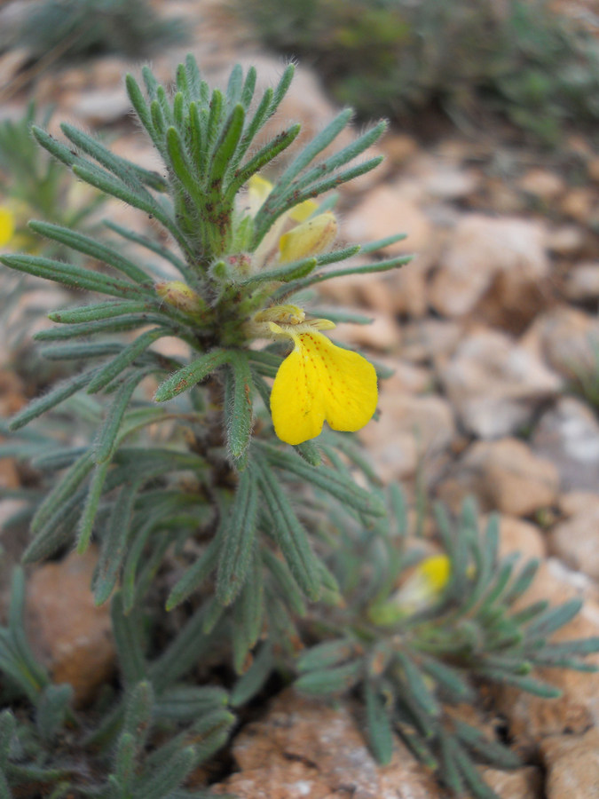 Изображение особи Ajuga mollis.