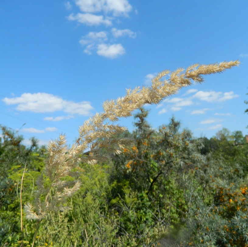 Изображение особи Calamagrostis epigeios.