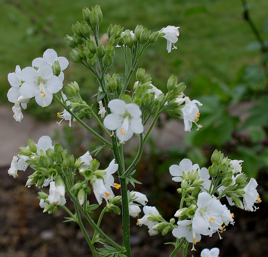 Image of Polemonium caeruleum specimen.