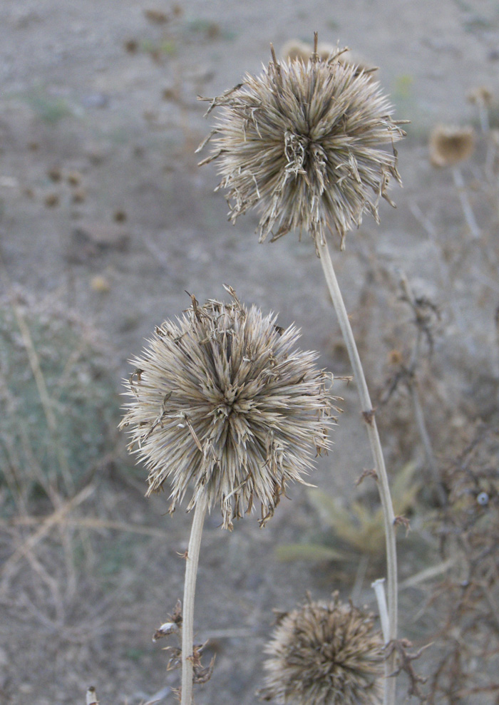 Image of Echinops polyacanthus specimen.