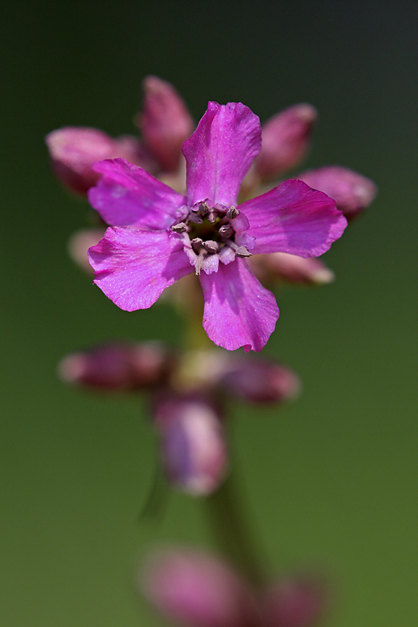 Изображение особи Viscaria vulgaris.