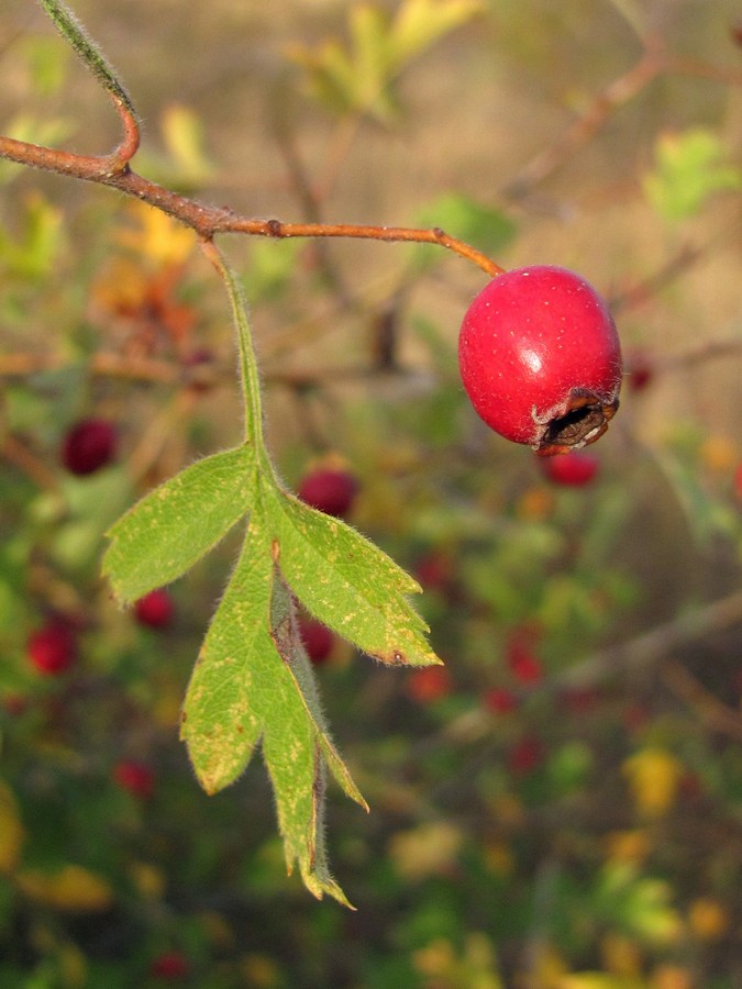 Image of Crataegus sphaenophylla specimen.
