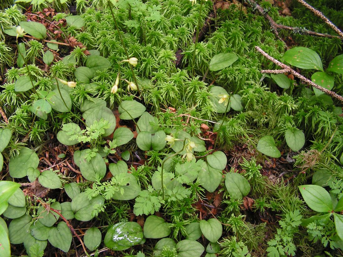 Изображение особи Ephippianthus schmidtii.