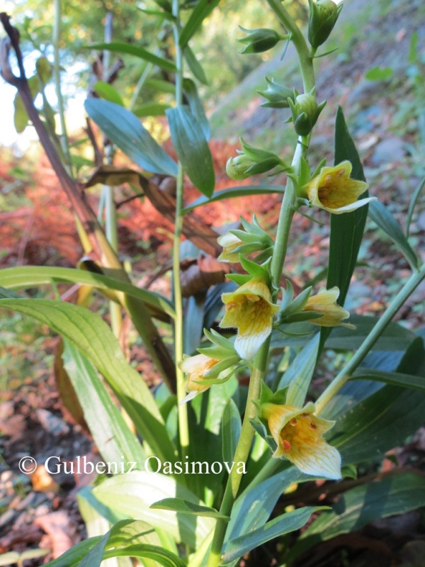 Image of Digitalis nervosa specimen.