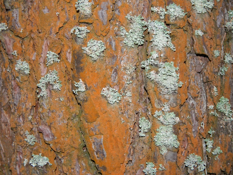 Image of Pinus sylvestris specimen.