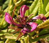 Pedicularis resupinata