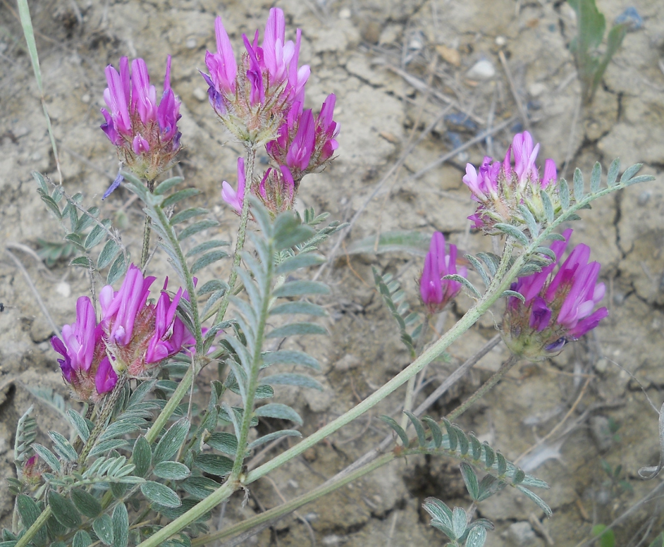 Image of Astragalus cancellatus specimen.