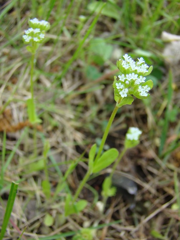 Image of Valerianella locusta specimen.