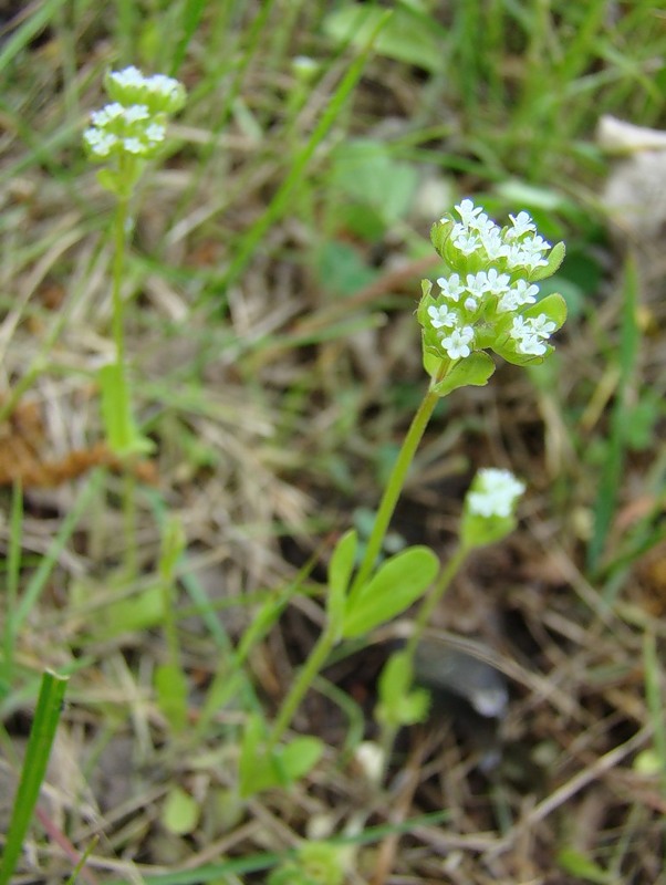 Изображение особи Valerianella locusta.