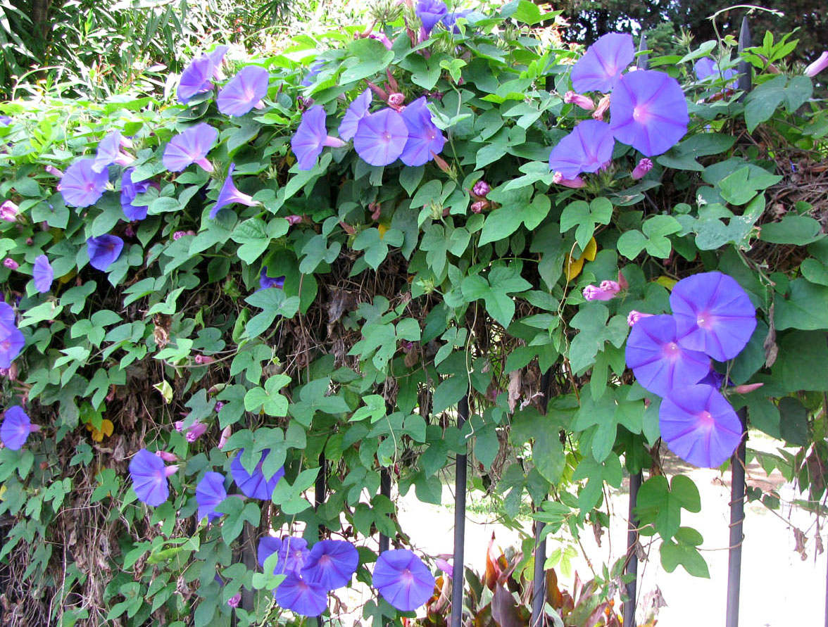 Image of Ipomoea indica specimen.