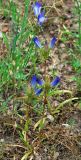 Gentiana olivieri