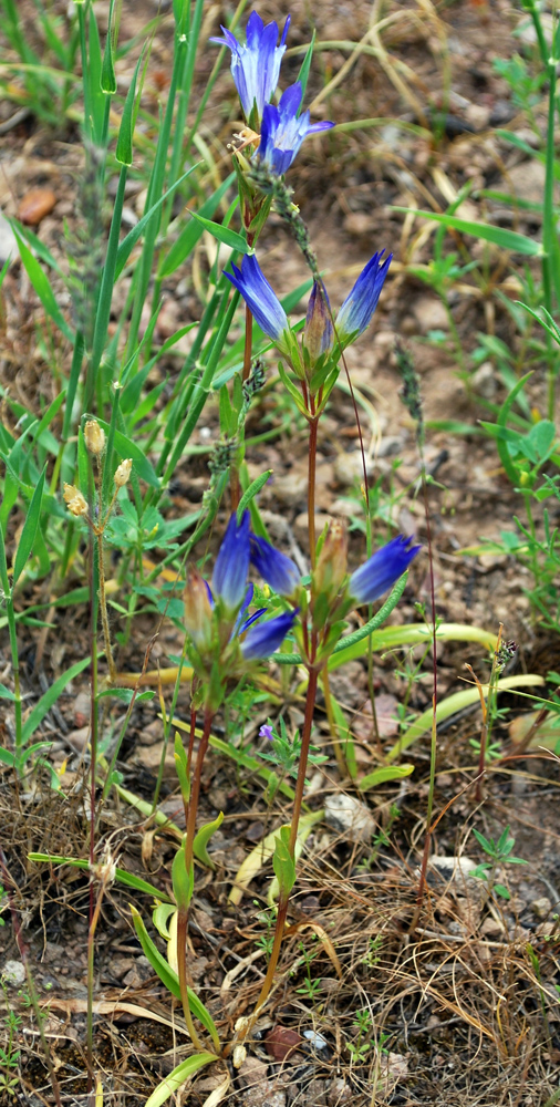 Изображение особи Gentiana olivieri.