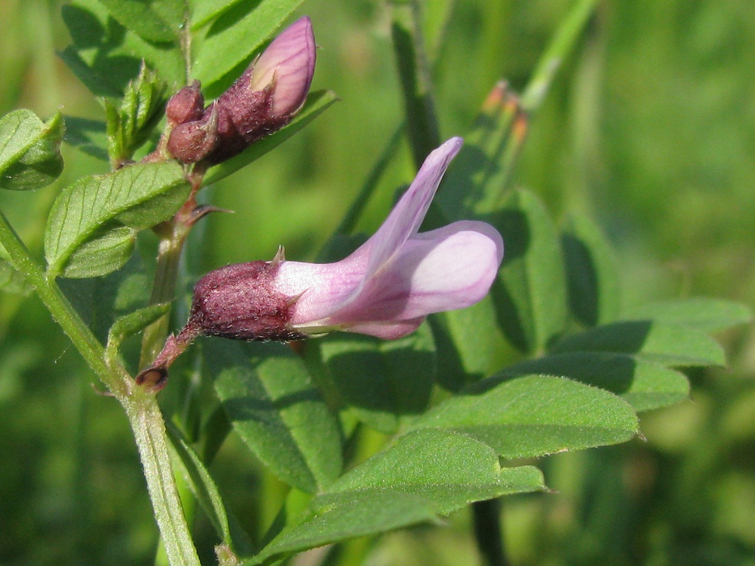 Изображение особи Vicia sepium.
