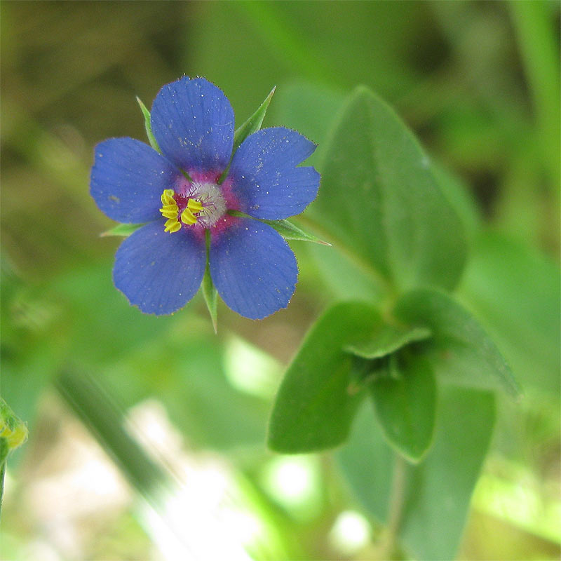 Image of Anagallis arvensis specimen.