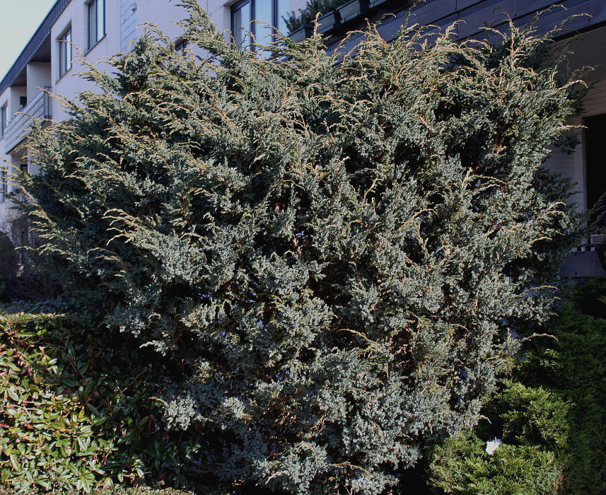 Image of Juniperus squamata specimen.