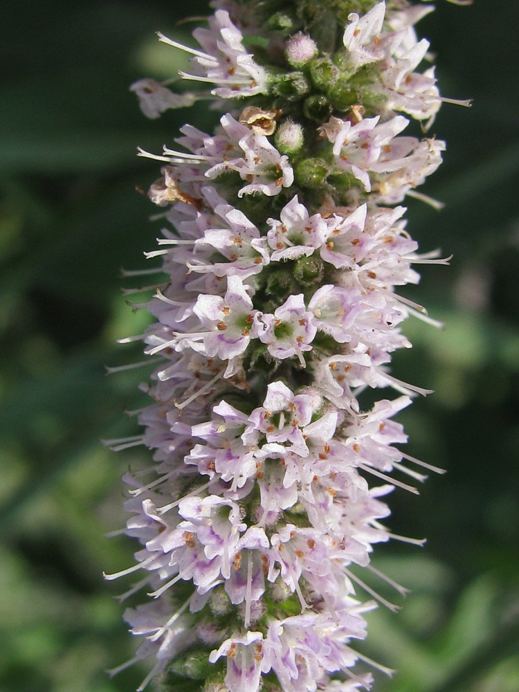 Image of Mentha longifolia specimen.