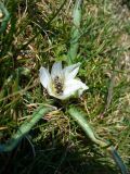 Ornithogalum fimbriatum. Цветущее растение с кормящейся мухой-журчалкой. Крым, Севастополь, музей-заповедник «Херсонес Таврический», городище. 22.03.2011.