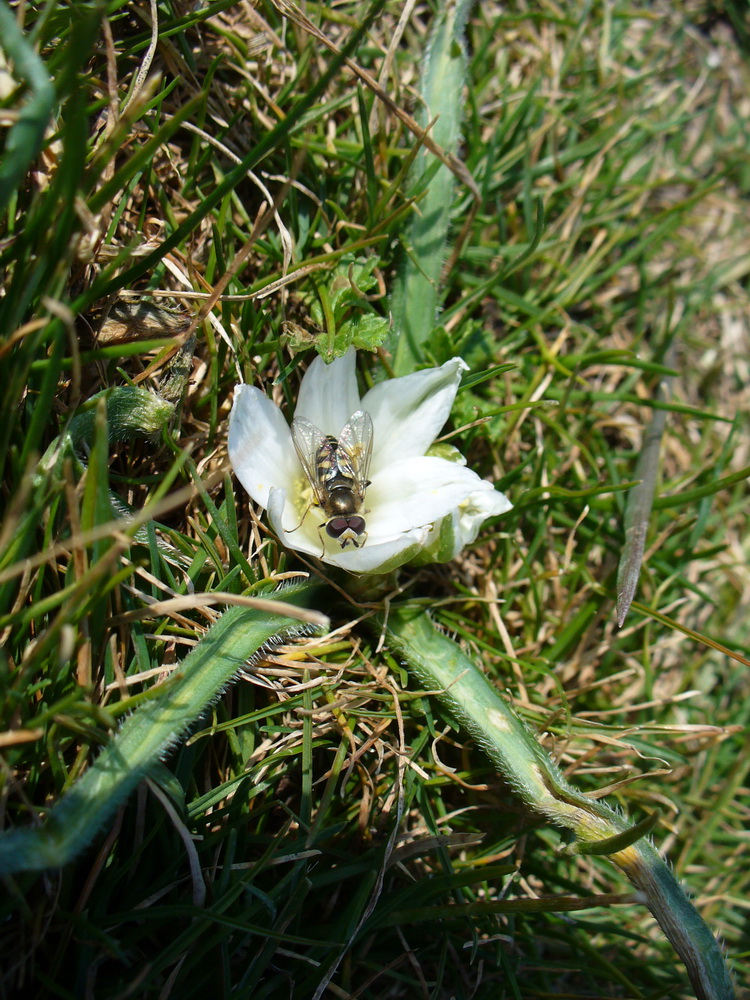 Изображение особи Ornithogalum fimbriatum.