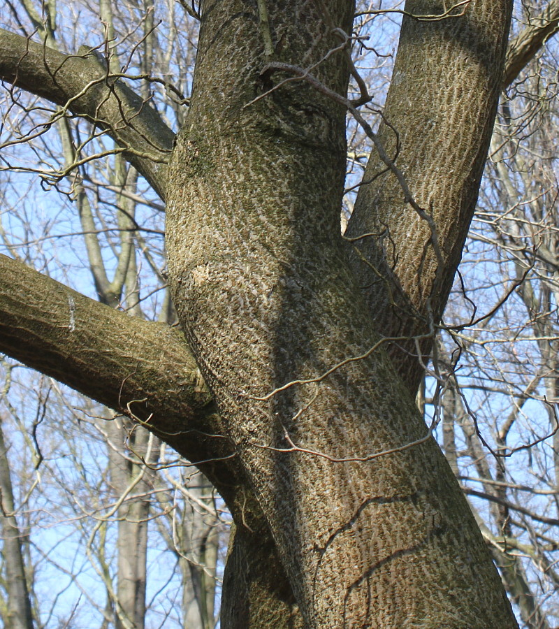 Изображение особи Broussonetia papyrifera.