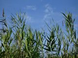 Phragmites australis