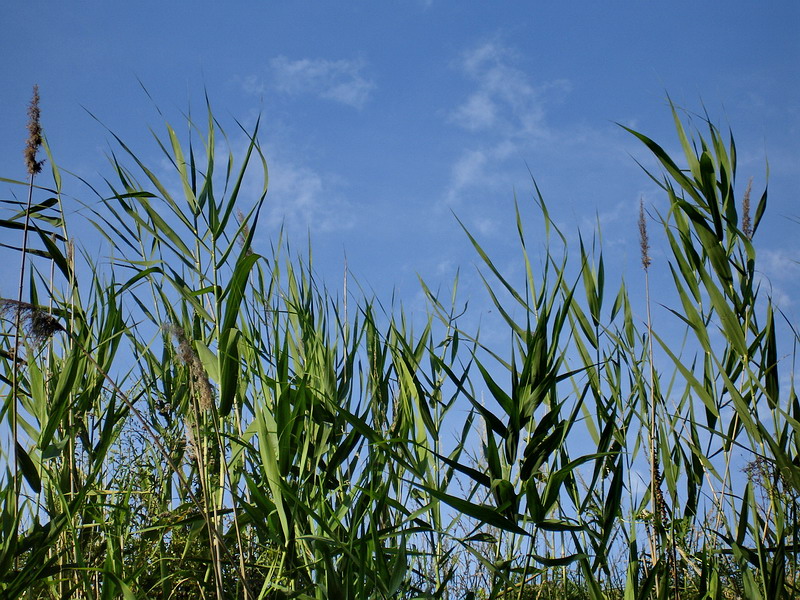 Image of Phragmites australis specimen.